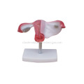 NATURAL UTERUS MODEL